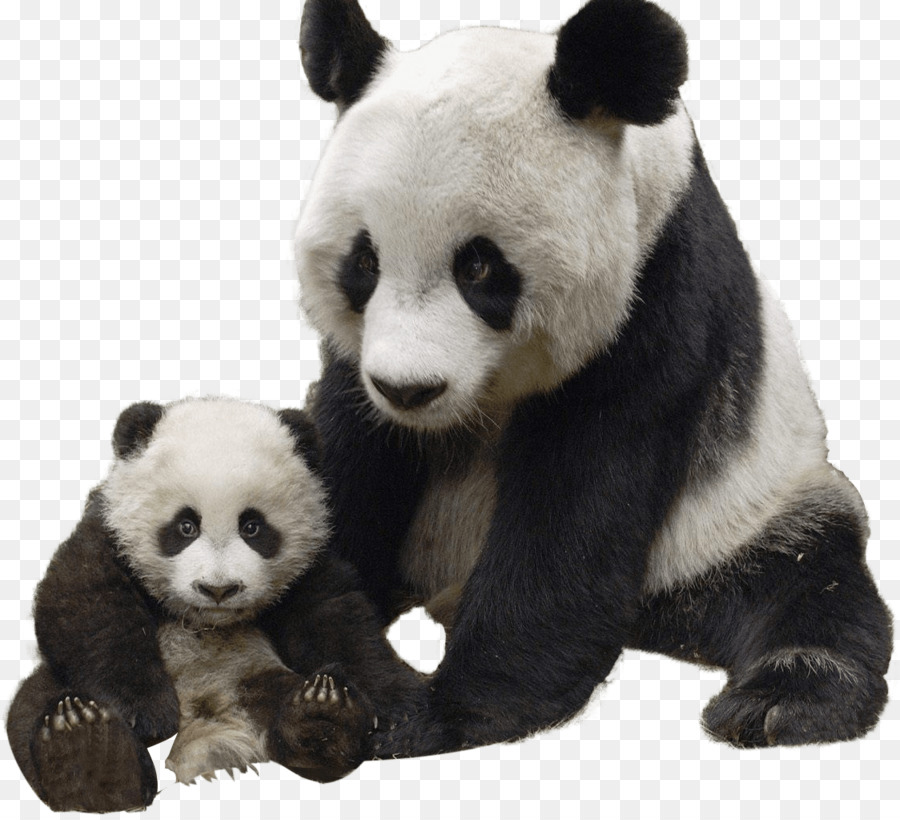The Giant Panda Red panda Bear - cute panda png download - 1124*1018 - Free Transparent Giant Panda png Download.