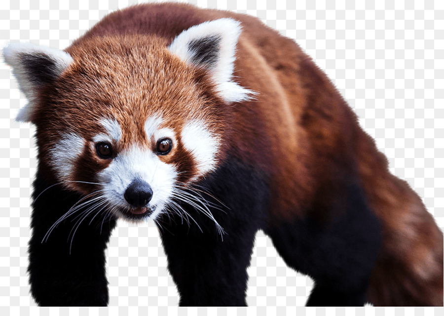 Red panda Giant panda Cheetah Cotswold Wildlife Park Bear - panda png download - 1053*727 - Free Transparent Red Panda png Download.