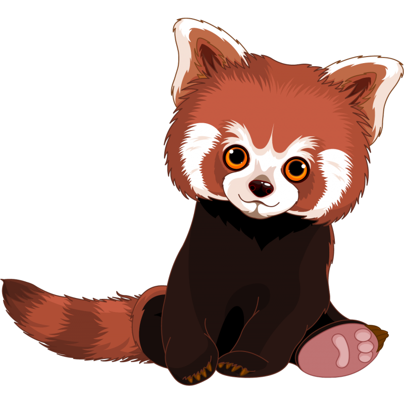 Red panda Giant panda Royalty-free - red panda png download - 800*800 ...