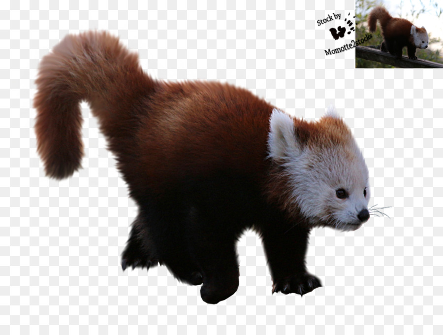Red panda Giant panda Clip art - haircut png download - 1037*770 - Free Transparent Red Panda png Download.