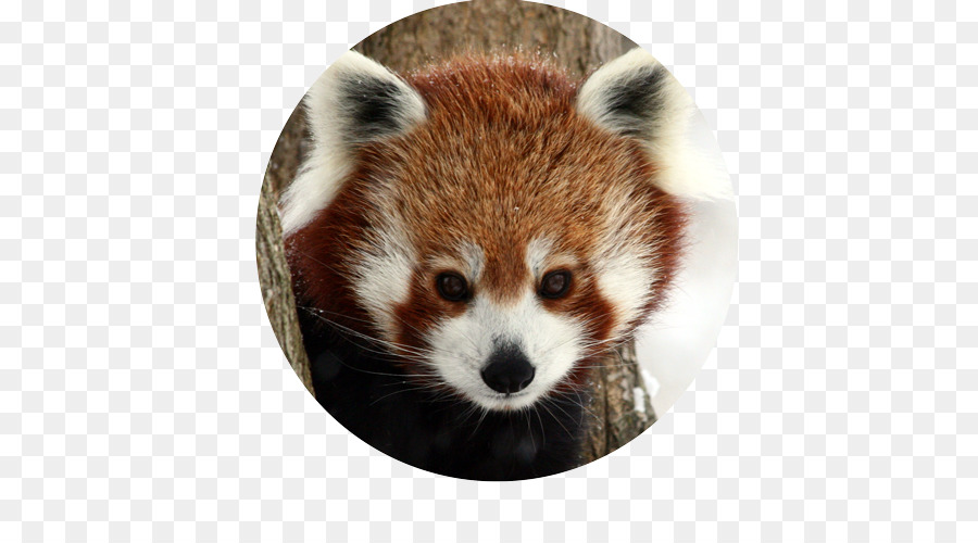 Red panda Giant panda Raccoons Animal Mammal - red panda png download - 500*500 - Free Transparent Red Panda png Download.