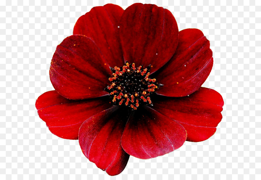 Flower Red Rose Clip art - red flower png download - 674*620 - Free Transparent Flower png Download.