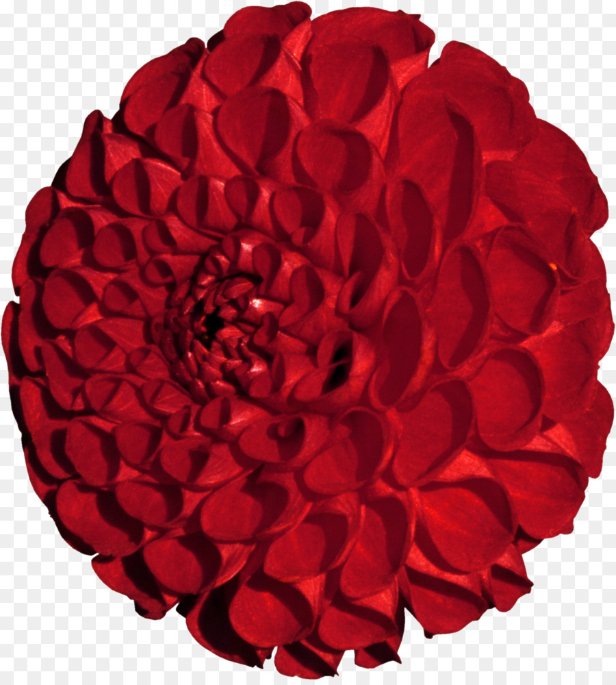 Garden roses ?????: ??????????? Floristry Red - rose png download - 1689*1864 - Free Transparent Garden Roses png Download.