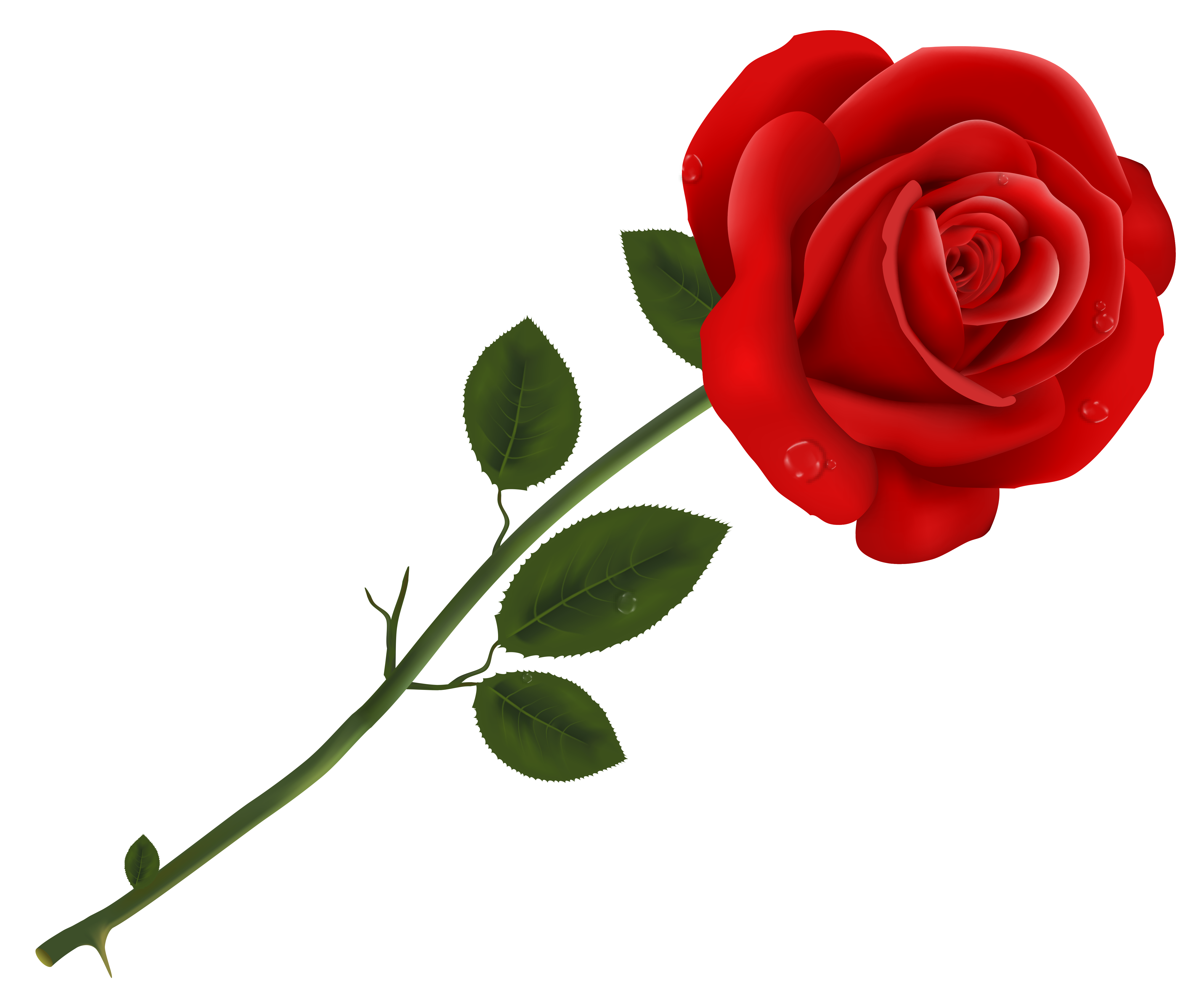 0 Result Images of Imagenes De Rosas Rojas Png - PNG Image Collection