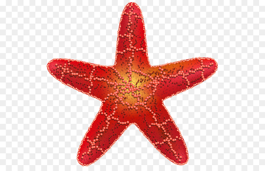 Starfish Red star Symbol Star polygons in art and culture - starfish png download - 600*571 - Free Transparent Starfish png Download.