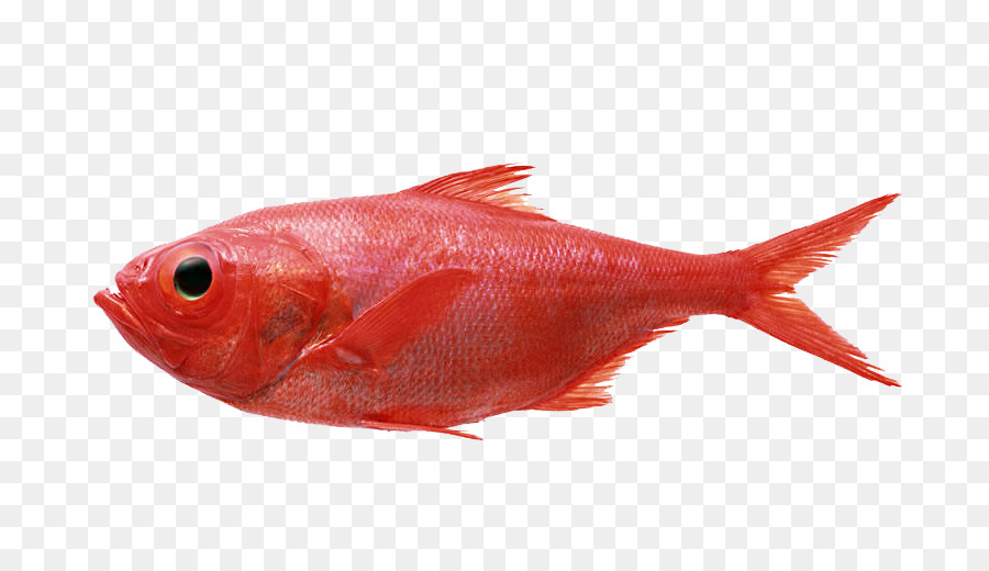 Redfish Seafood Fly fishing Splendid alfonsino - Ornamental fish png download - 780*519 - Free Transparent Redfish png Download.