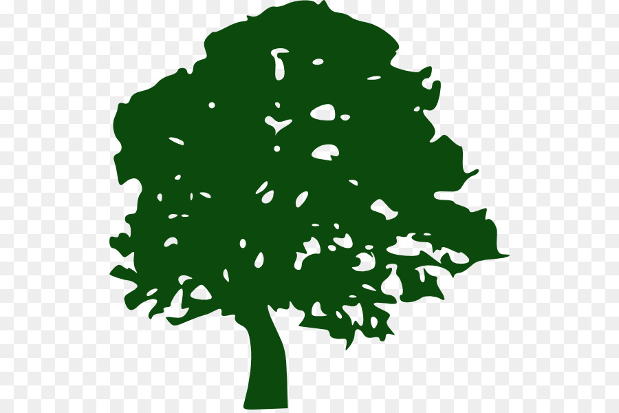 Oak Tree Giant sequoia Clip art - oak png download - 582*595 - Free Transparent Oak png Download.