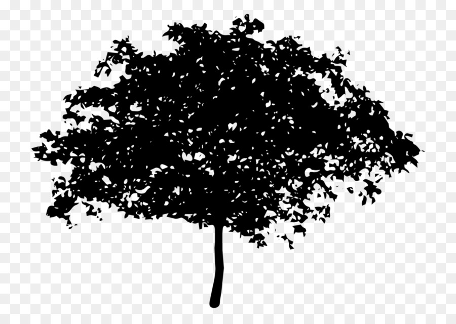 Tree Oak Magnolia Coast redwood Clip art - tree png download - 958*680 - Free Transparent Tree png Download.