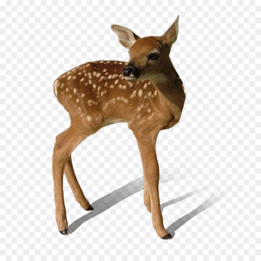 Deer Clip art - Transparent Deer PNG png download - 948*948 - Free Transparent Deer png Download.