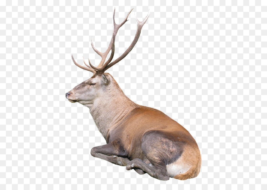 Reindeer Desktop Wallpaper - deer png download - 500*624 - Free Transparent Deer png Download.