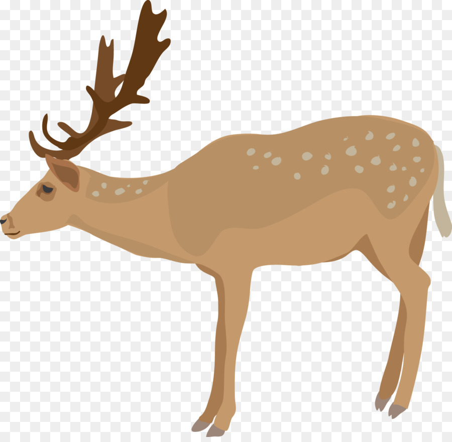 White-tailed deer Clip art - Realistic Reindeer Cliparts png download - 1588*1535 - Free Transparent Deer png Download.