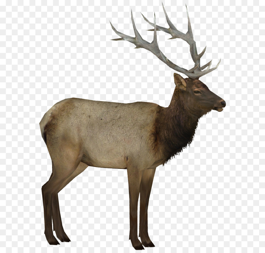 Deer Elk Moose Portable Network Graphics Transparency - elk silhouette png moose deer png download - 850*850 - Free Transparent Deer png Download.