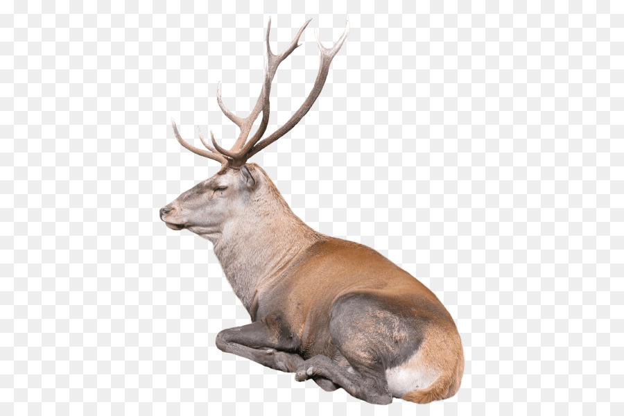 Reindeer Elk Antler Red deer - Reindeer png download - 480*599 - Free Transparent  png Download.