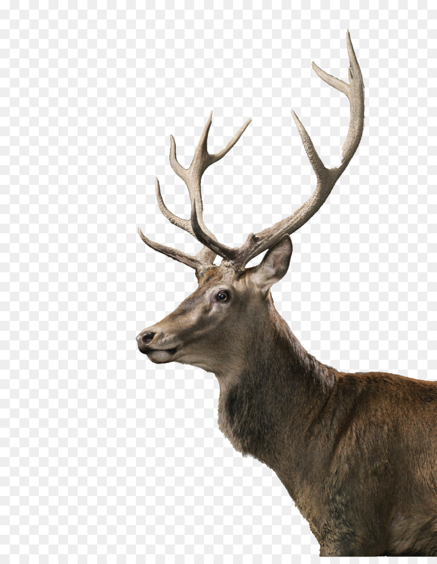 Reindeer Placenta Stem cell - deer png download - 1000*1273 - Free Transparent Deer png Download.
