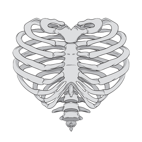 Rib Cage Heart Human Skeleton Anatomy Skeleton Hand Png Download ...