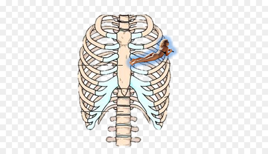 Rib cage Human skeleton Sternum Anatomy - ADAN png download - 640*501 - Free Transparent  png Download.