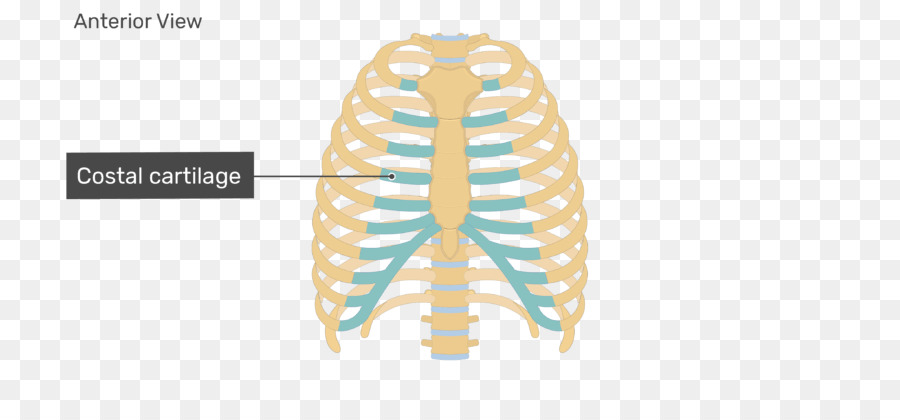 Rib cage Sternum Anatomy Costal cartilage - rib anatomy png download - 770*406 - Free Transparent  png Download.