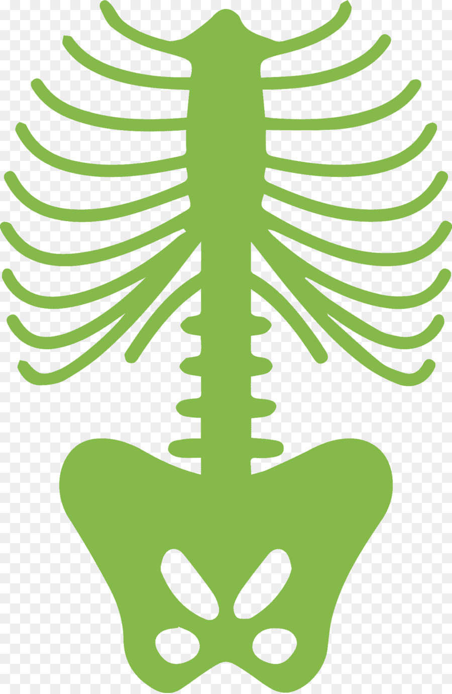 Rib cage Human body Human skeleton - others png download - 1358*2080 - Free Transparent Rib Cage png Download.