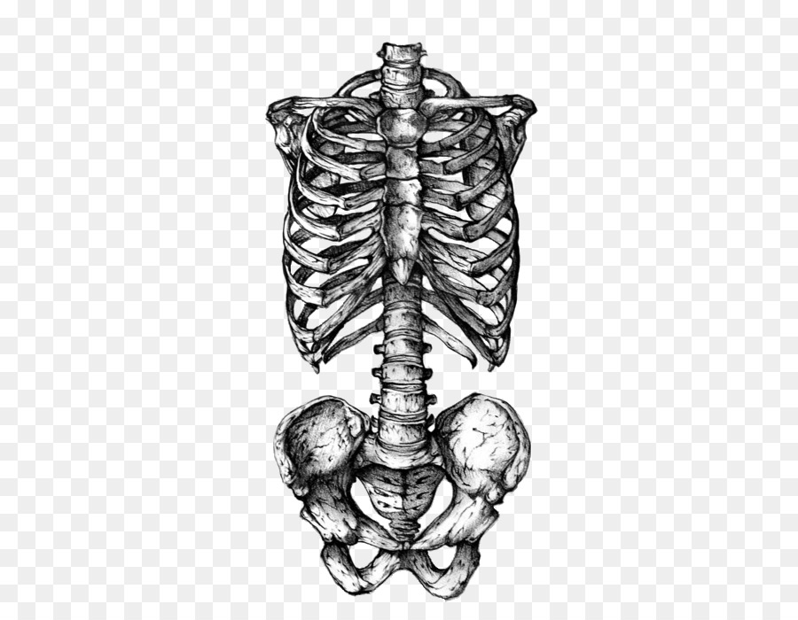 Rib cage Human skeleton Human skull symbolism Tattoo - flame skull png download - 467*700 - Free Transparent  png Download.
