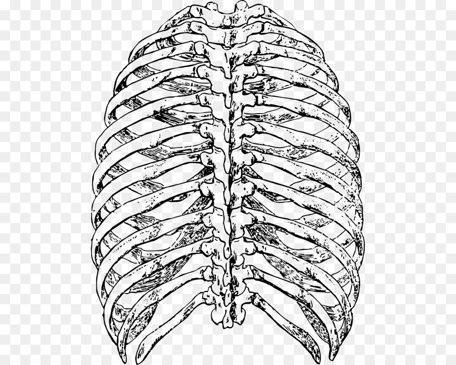 Bone Rib cage Thoracic vertebrae - Skeleton png download - 541*720 - Free Transparent  png Download.