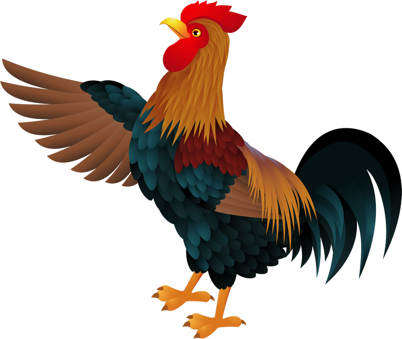 Vector graphics Clip art Image Rooster - rooster png download - 800*676