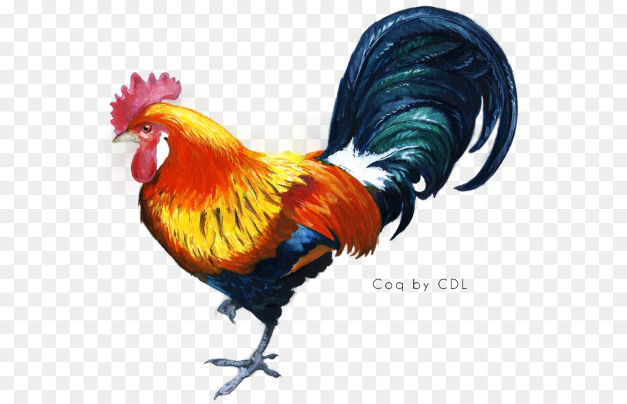 Kukkuta Sastra Chicken Star Vector Rooster - Dindon png download - 600*578 - Free Transparent Chicken png Download.