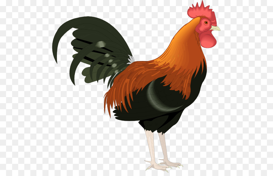 Rooster Clip art - rooster vector png download - 555*569 - Free Transparent Rooster png Download.