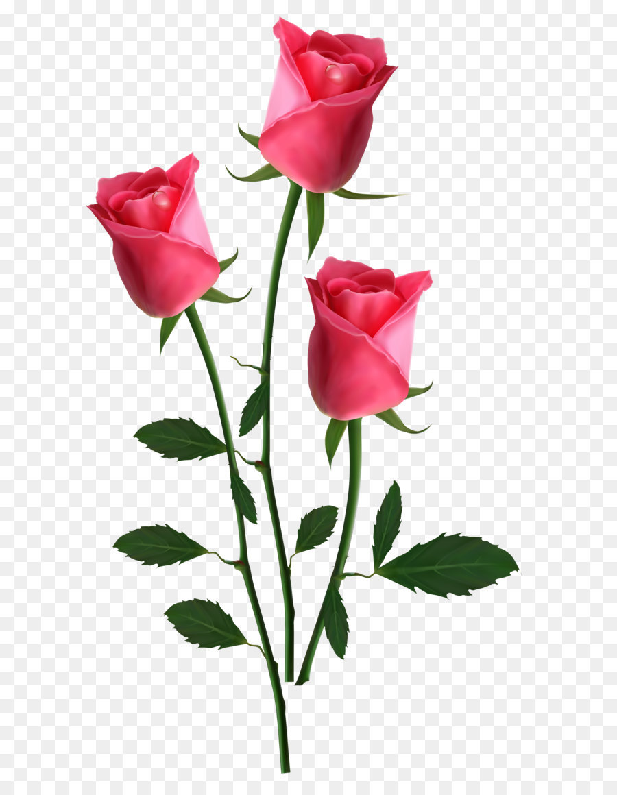 Pink flowers Rose - Beautiful Transparent Pink Roses PNG Clipart Picture png download - 2942*5176 - Free Transparent Rose png Download.