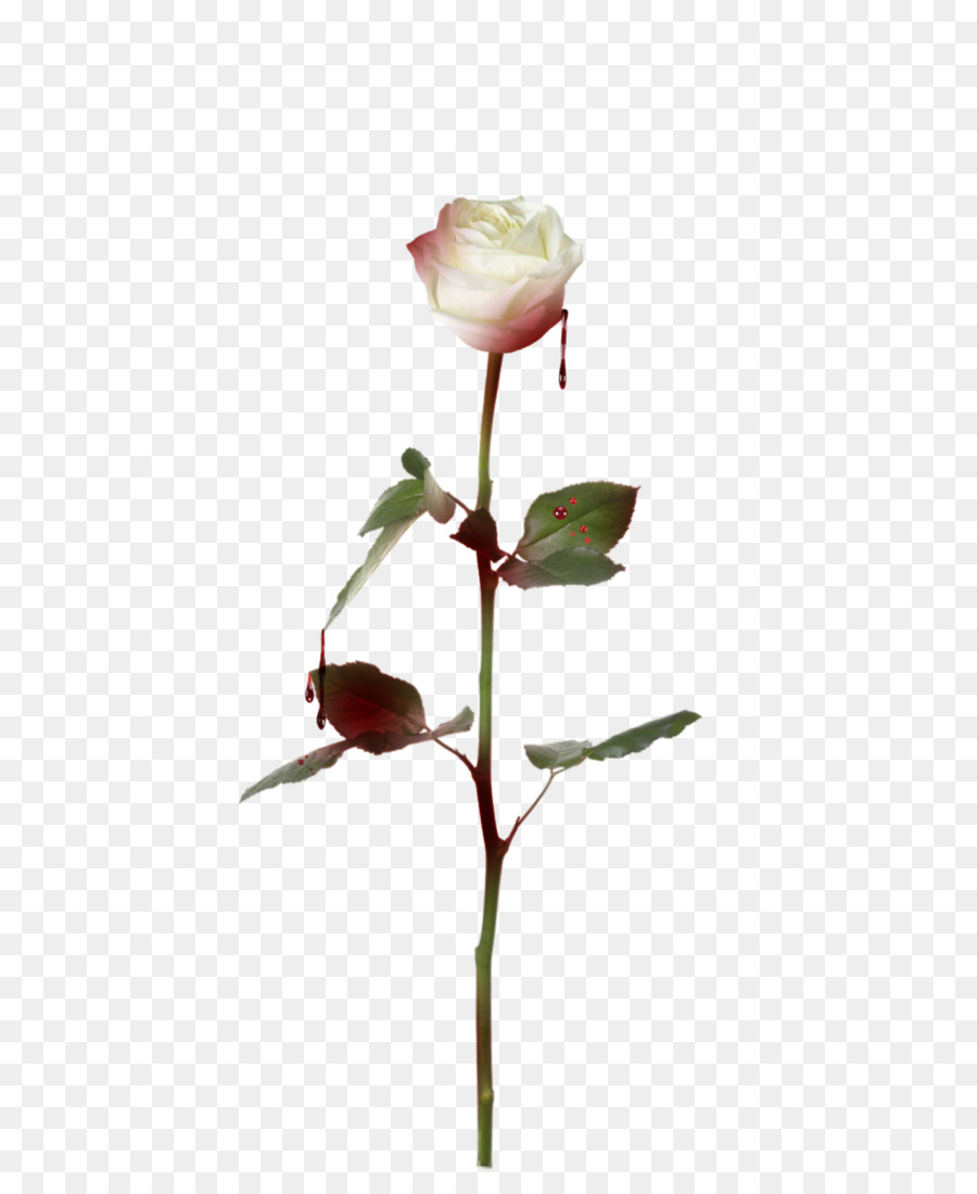 Stock photography Rose Royalty-free Fotosearch - rose outline png download - 730*1095 - Free Transparent Stock Photography png Download.
