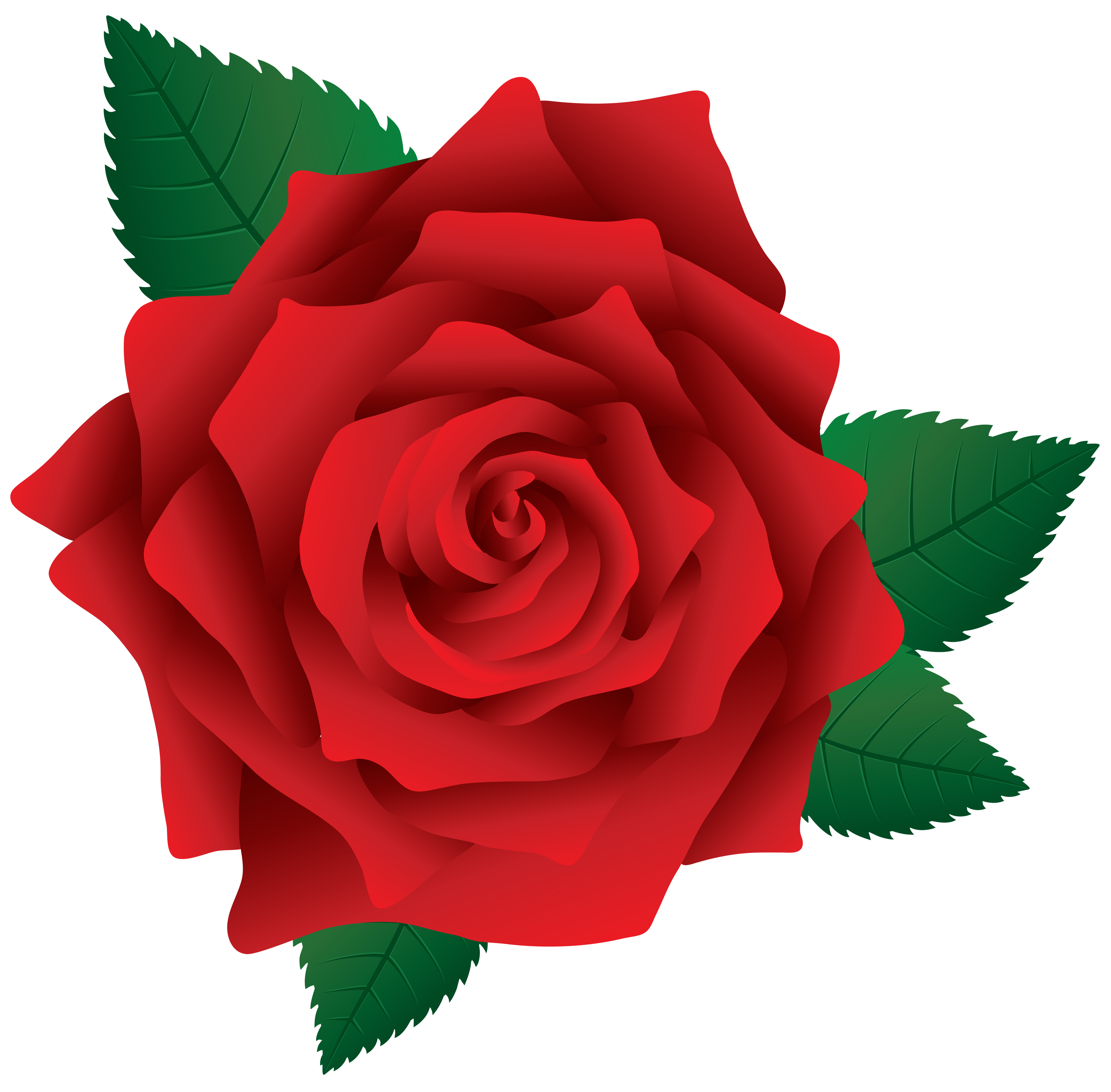 Rose Pink Clip art - Red Rose PNG Image Clipart png download - 5953* ...