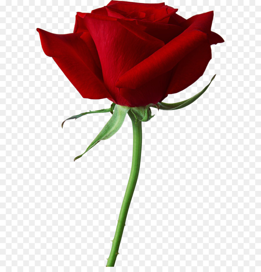 Rose Red Clip art - Red Rose PNG Transparent Image png download - 4127* ...