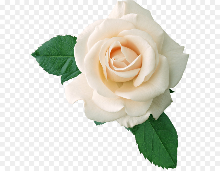 Rose White Clip art - White Rose Png Image Flower White Rose Png Picture png download - 1923*2059 - Free Transparent  png Download.