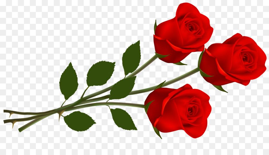 Rose Clip art - Single Red Rose PNG Transparent Image png download - 6500*3637 - Free Transparent Rose png Download.