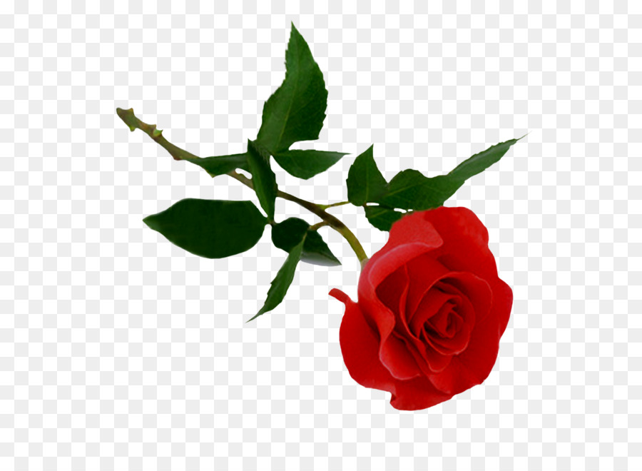 Rose Clip art - Rose png image, free picture download png download - 1181*1167 - Free Transparent Rose png Download.