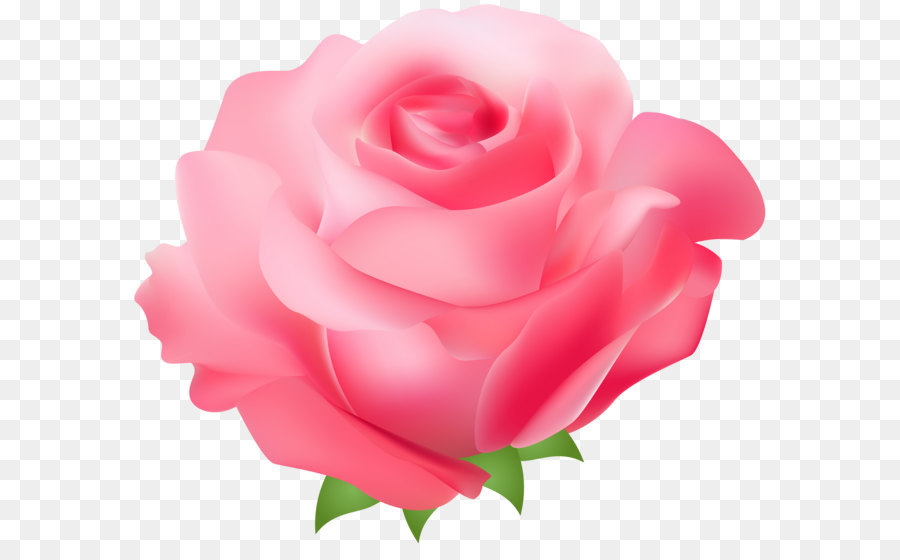 Rose Pink Clip art - Pink Rose PNG Transparent Clip Art Image png download - 8000*6792 - Free Transparent Rose png Download.