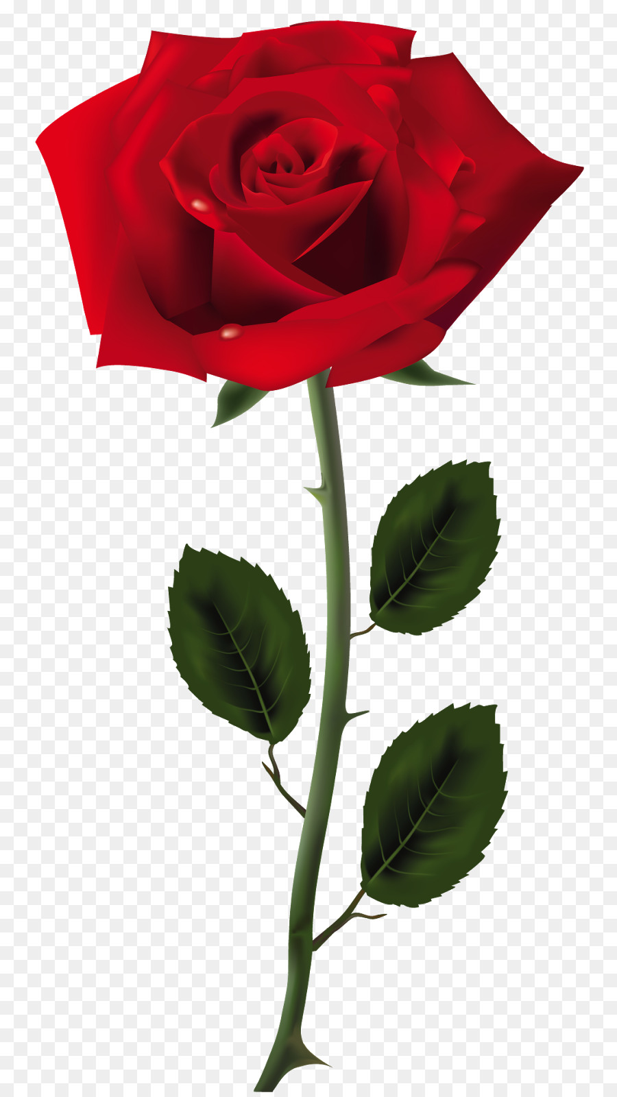 Rose Clip art - rose vector png download - 845*1600 - Free Transparent Rose png Download.