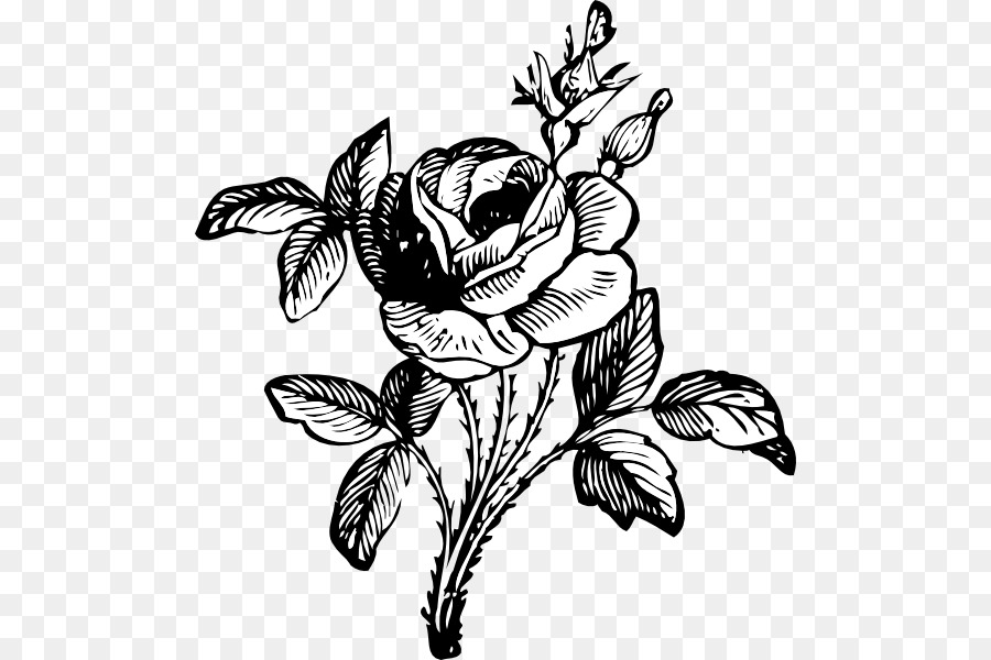 Rose Flower Drawing Clip art - Vector Roses png download - 546*600 - Free Transparent Rose png Download.