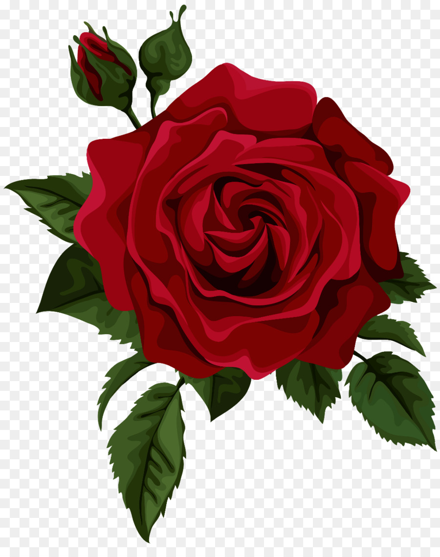 Vector graphics Clip art Illustration Royalty-free Image - june roses png download - 1024*1275 - Free Transparent Royaltyfree png Download.