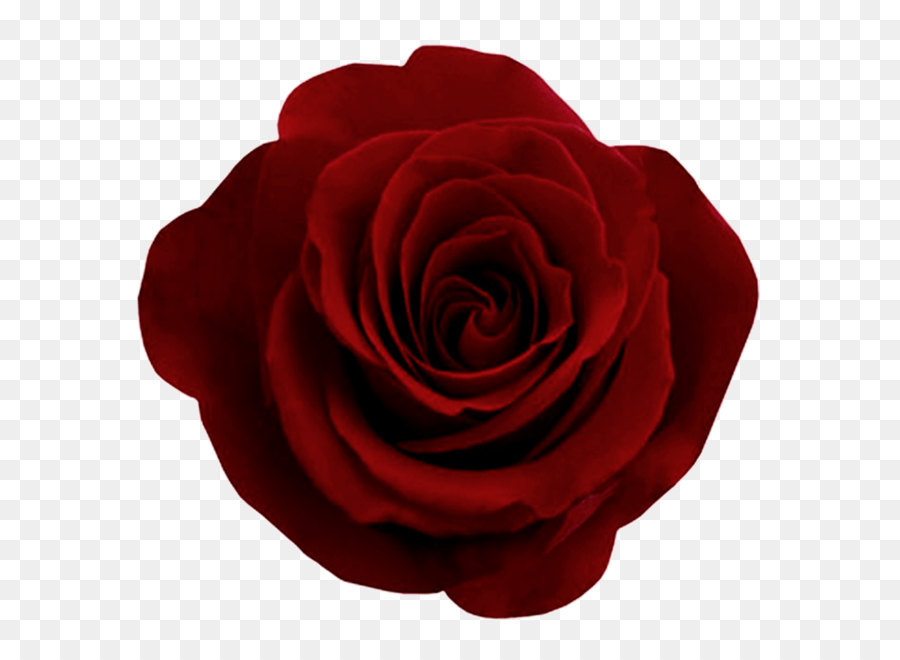 Rose Flower Ornament Motif - Red rose png image, free picture download png download - 700*700 - Free Transparent Centifolia Roses png Download.