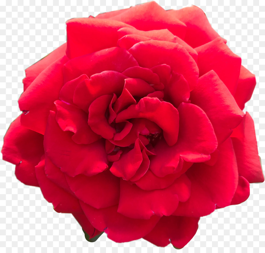Garden roses Clip art Red Cabbage rose Portable Network Graphics - aestetic red png download - 2151*2027 - Free Transparent Garden Roses png Download.