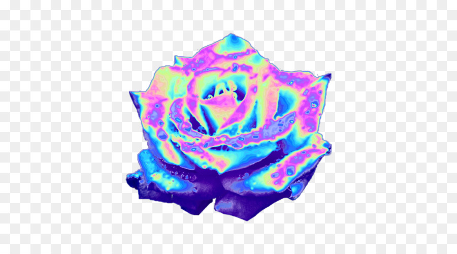 Rainbow rose Garden roses Blue rose Iridescence Tumblr - holograph png download - 500*500 - Free Transparent Rainbow Rose png Download.