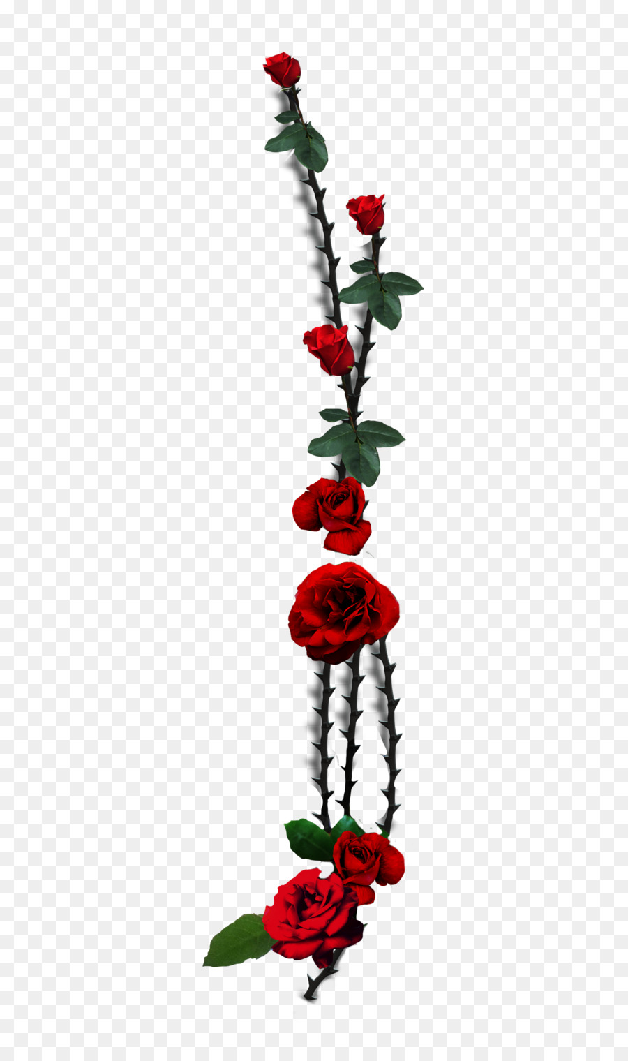 Garden roses Thorns, spines, and prickles Plant stem Vine - rose png download - 529*1510 - Free Transparent Garden Roses png Download.