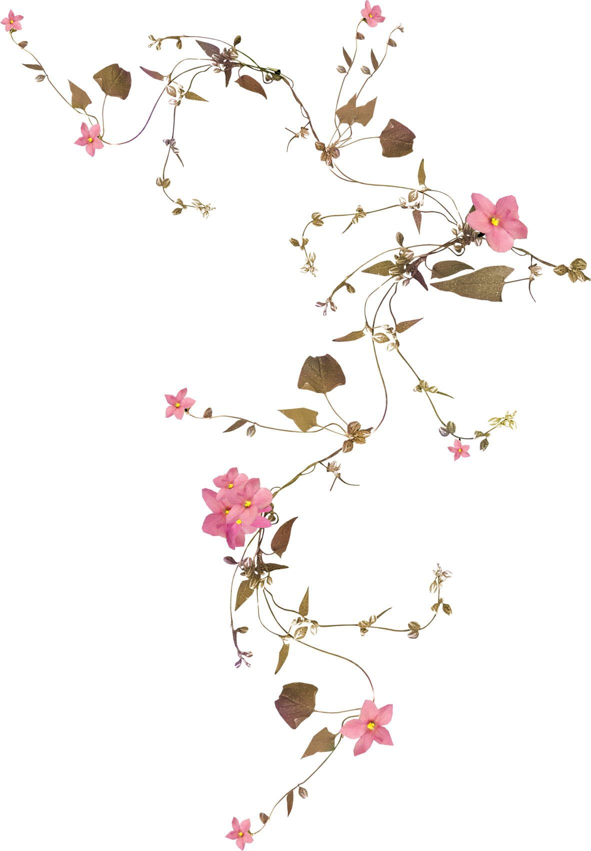 Flower Vine Drawing Png : Download transparent flower vine png for free ...