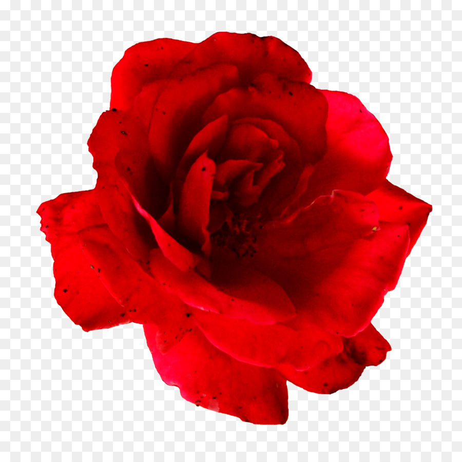 Flower Centifolia roses Garden roses Clip art - rose png download - 1500*1480 - Free Transparent Flower png Download.