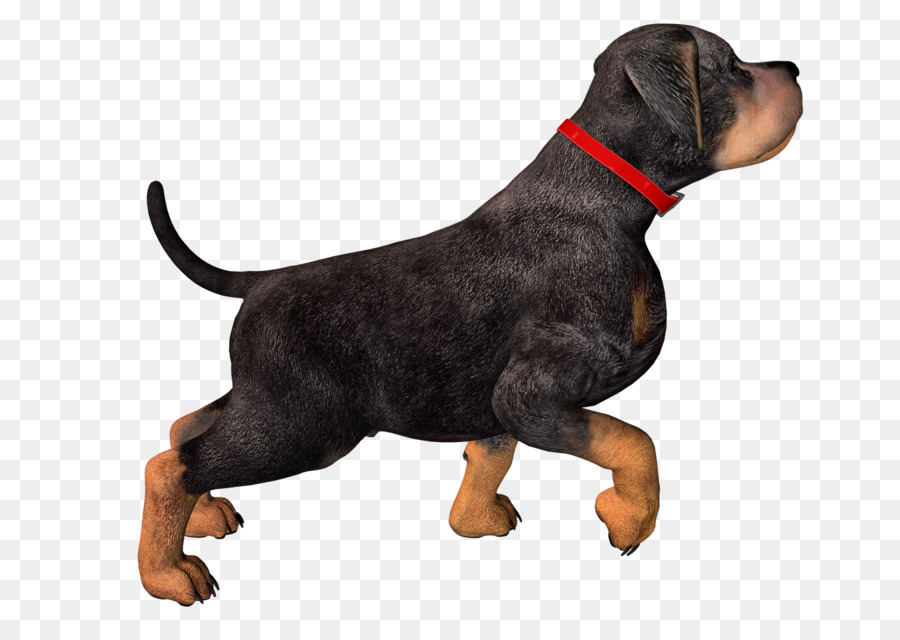 Rottweiler Puppy Clip art - dogs png download - 1600*1131 - Free Transparent Rottweiler png Download.
