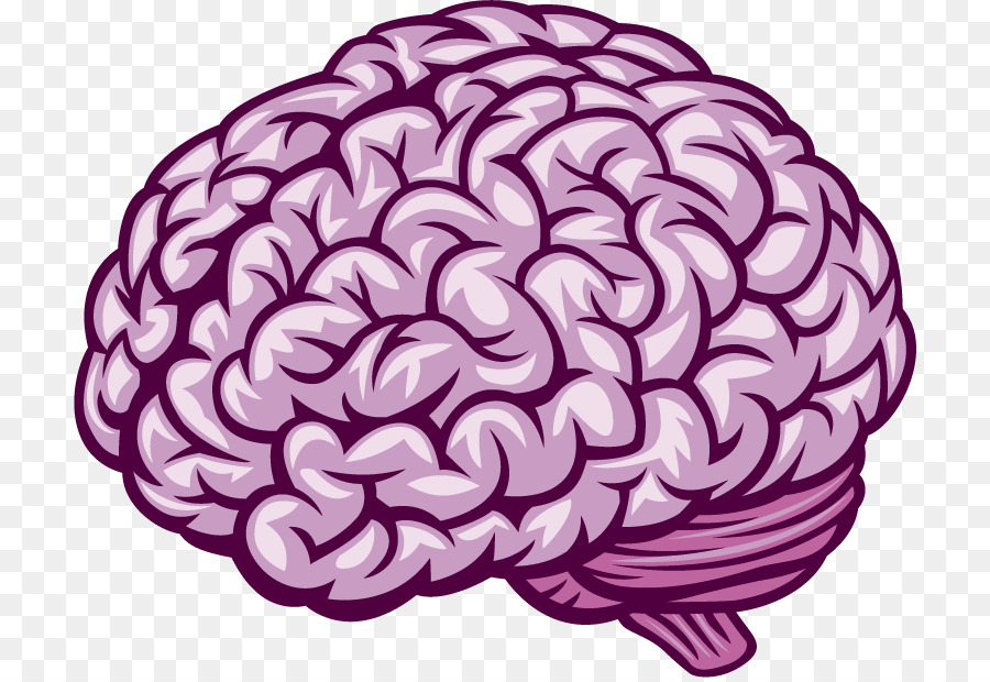 Human brain Royalty-free - Brain png download - 766*616 - Free Transparent  png Download.