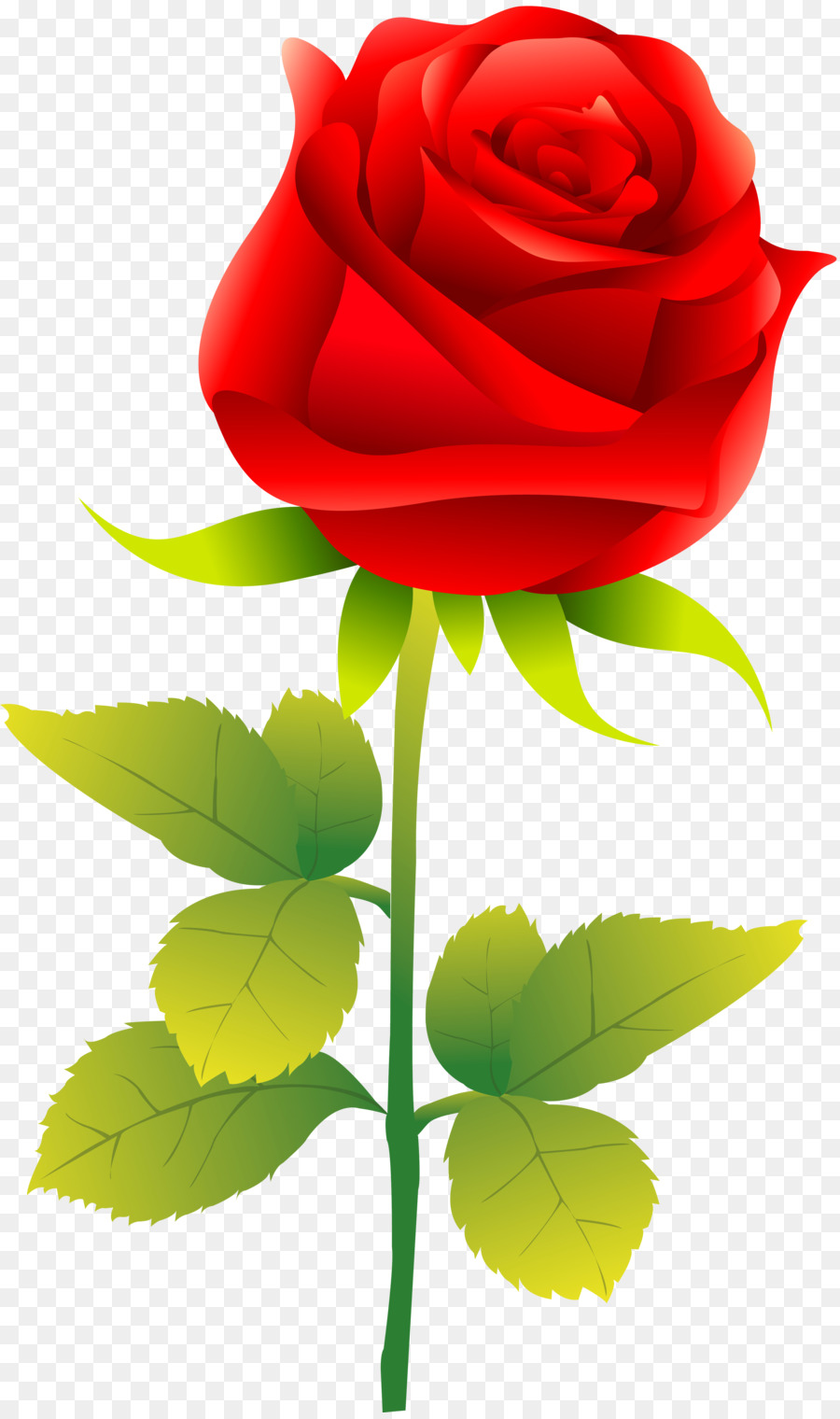 Rose Clip art - red rose png png download - 3931*6610 - Free Transparent Rose png Download.