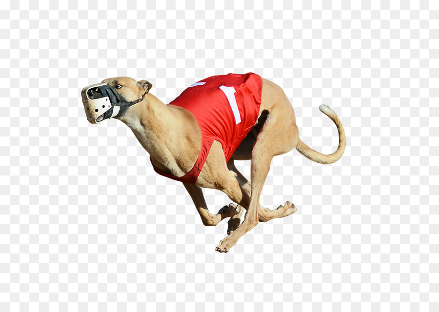 Derby Lane Greyhound Track Greyhound racing Greyhound Lines 2017 English Greyhound Derby - rescue dog png download - 800*640 - Free Transparent Greyhound png Download.