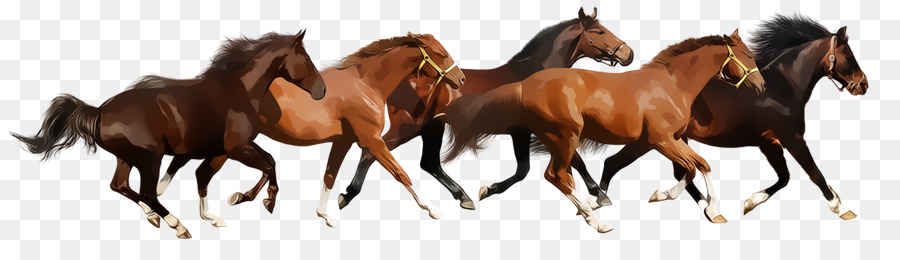 Gallop American Miniature Horse Foal Definition - Horse Run png download - 1783*494 - Free Transparent Gallop png Download.