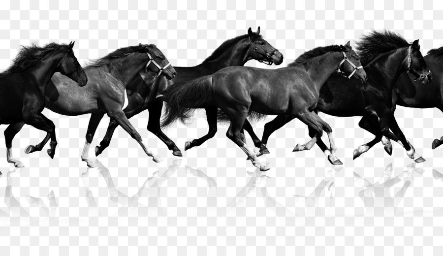 Haflinger Arabian horse Budyonny horse Gallop Pony - Dark Horse png download - 1920*1080 - Free Transparent Haflinger png Download.